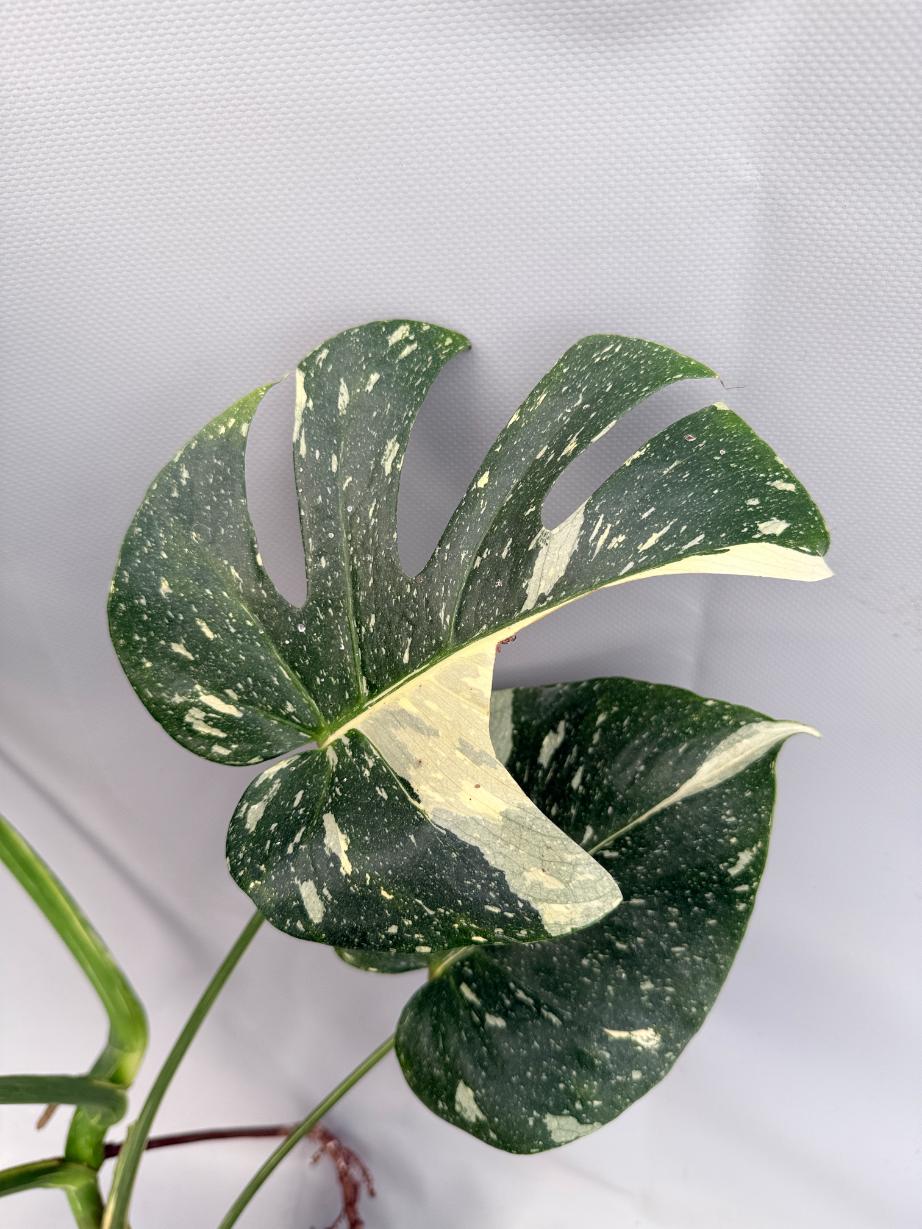 Monstera Thai Constellation XL 05
