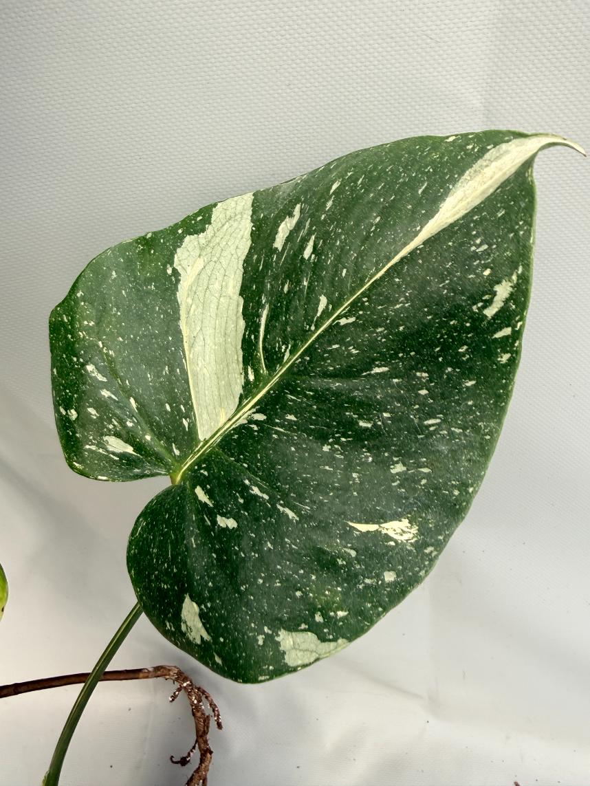 Monstera Thai Constellation XL 06