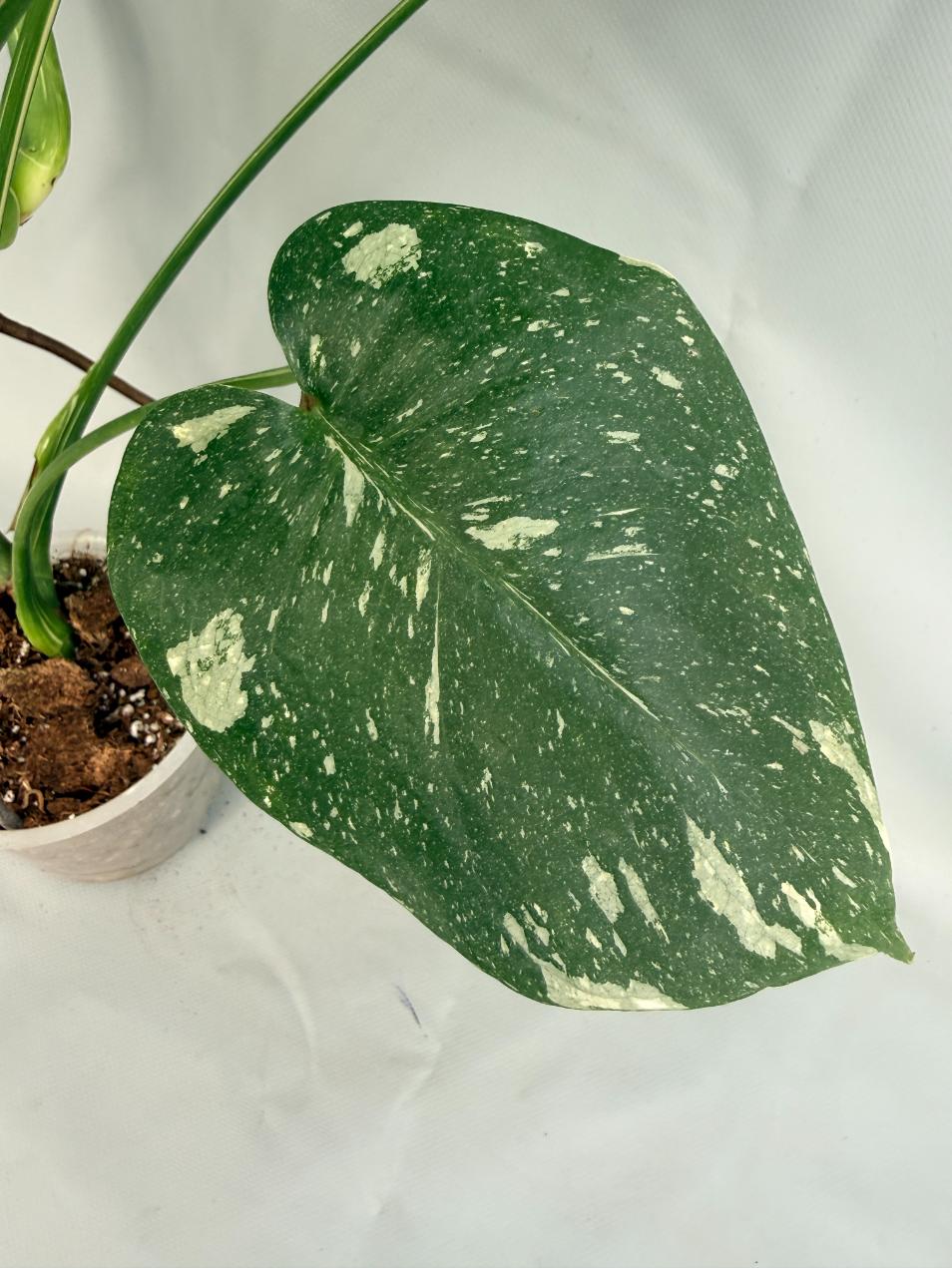 Monstera Thai Constellation XL 07