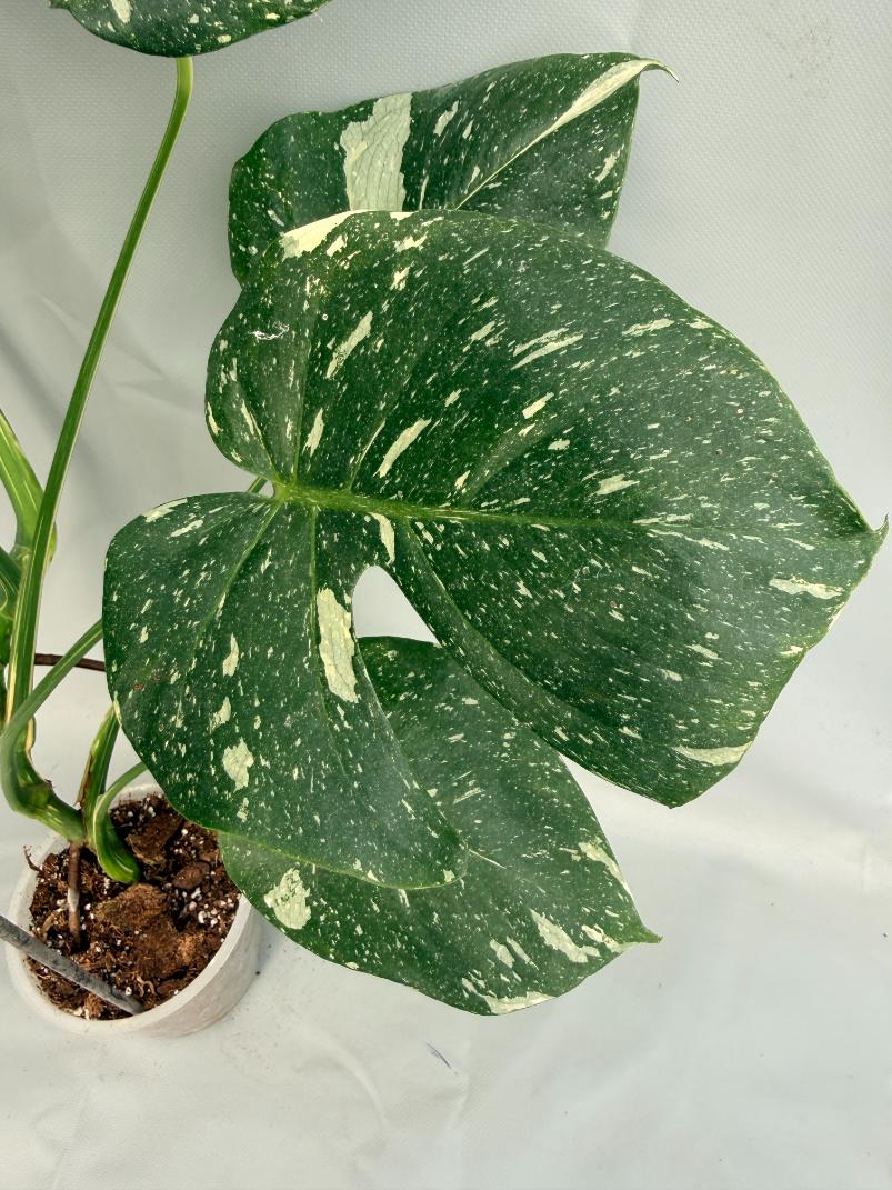 Monstera Thai Constellation XL 08