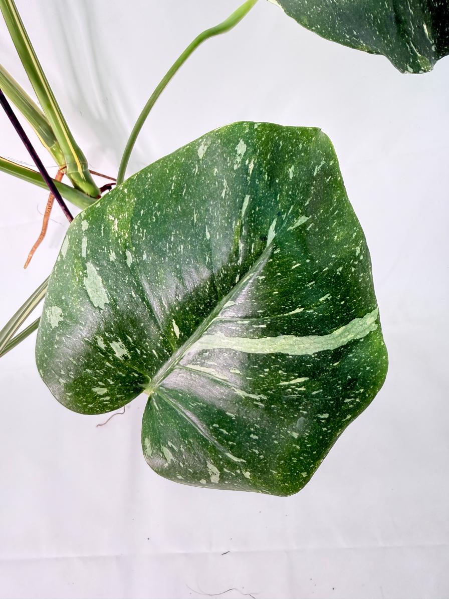 Monstera Thai Constellation XL 9