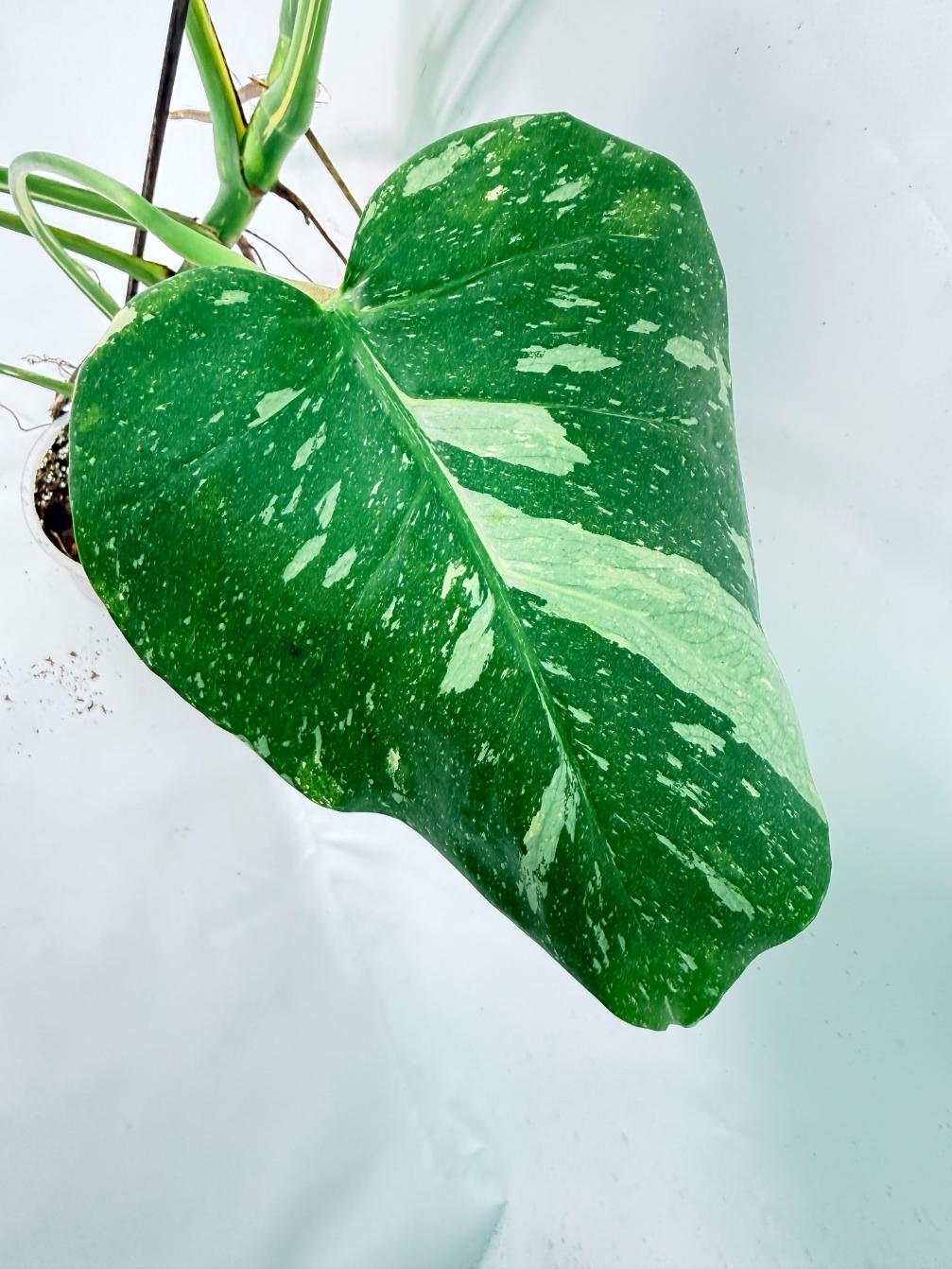 Monstera Thai Constellation XL 6