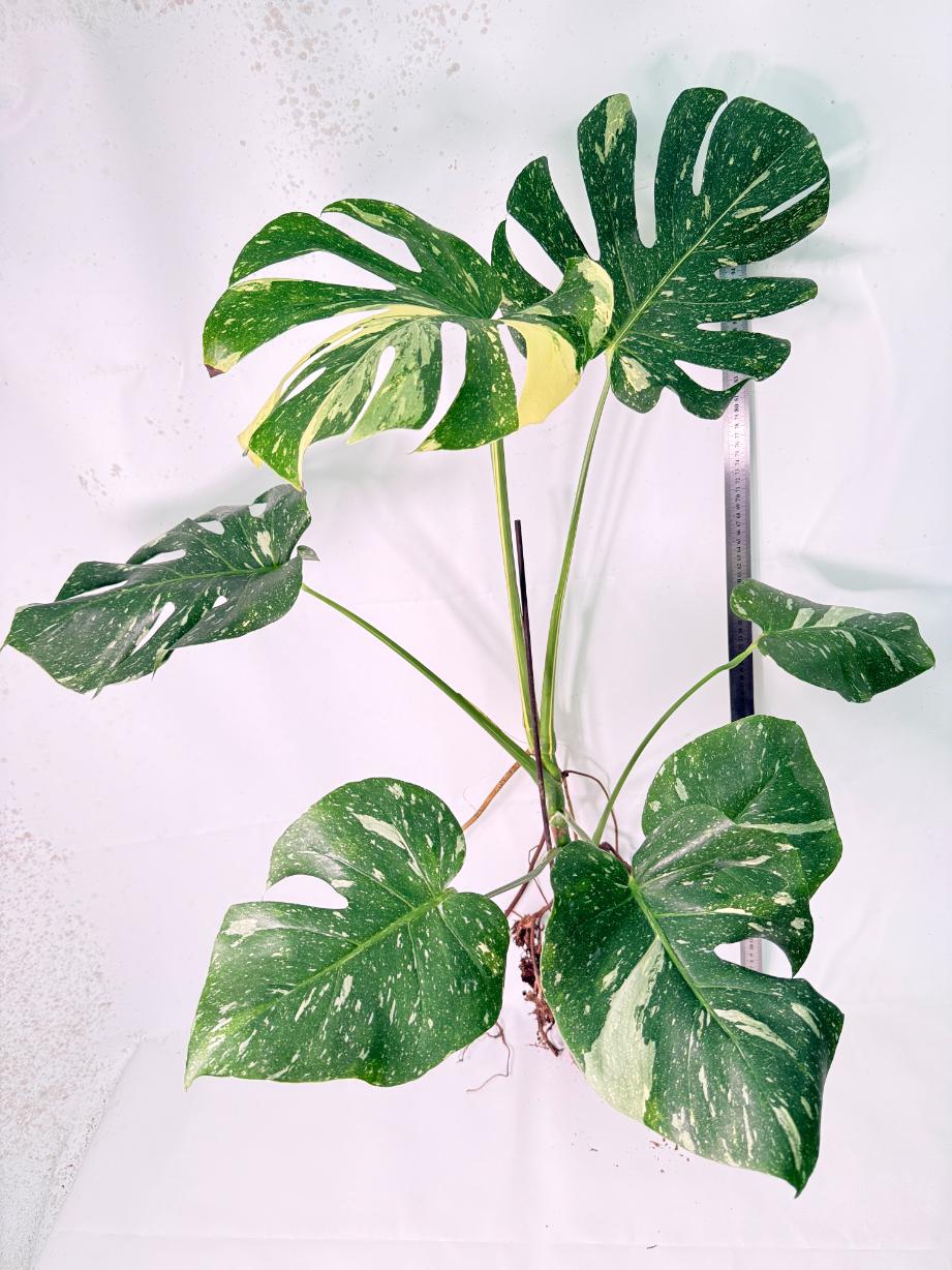Monstera Thai Constellation XL 1