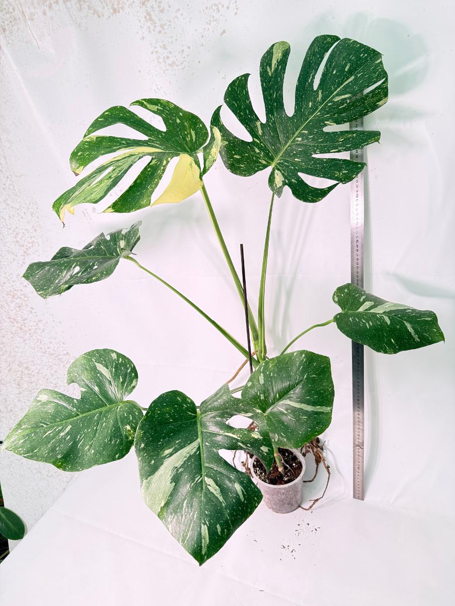 Monstera Thai Constellation XL 5