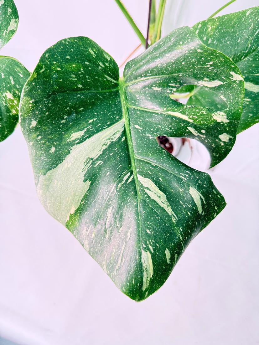 Monstera Thai Constellation XL 3