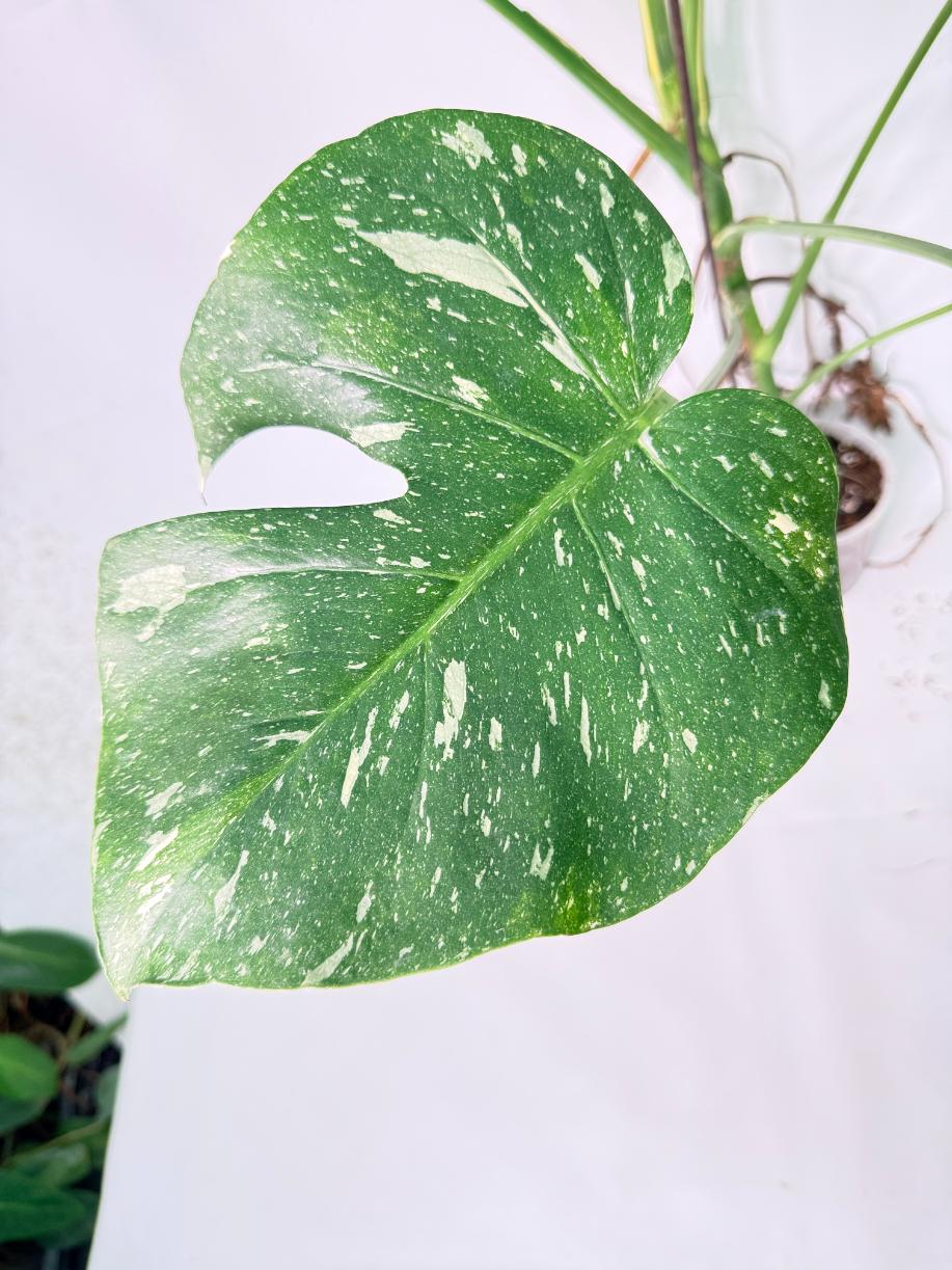 Monstera Thai Constellation XL 8