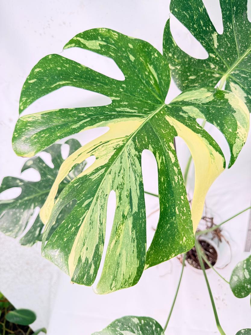 Monstera Thai Constellation XL 2