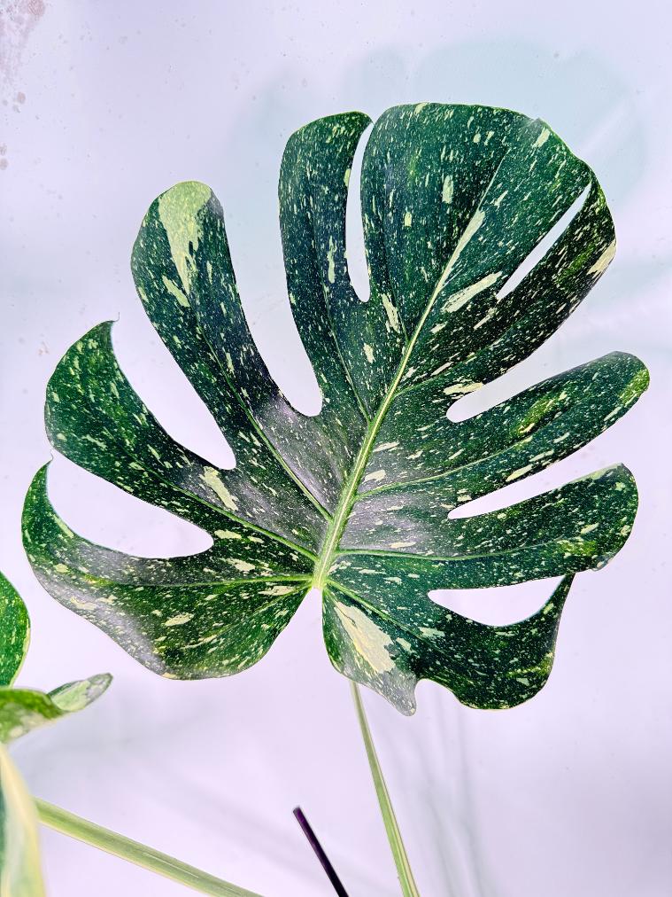 Monstera Thai Constellation XL 4