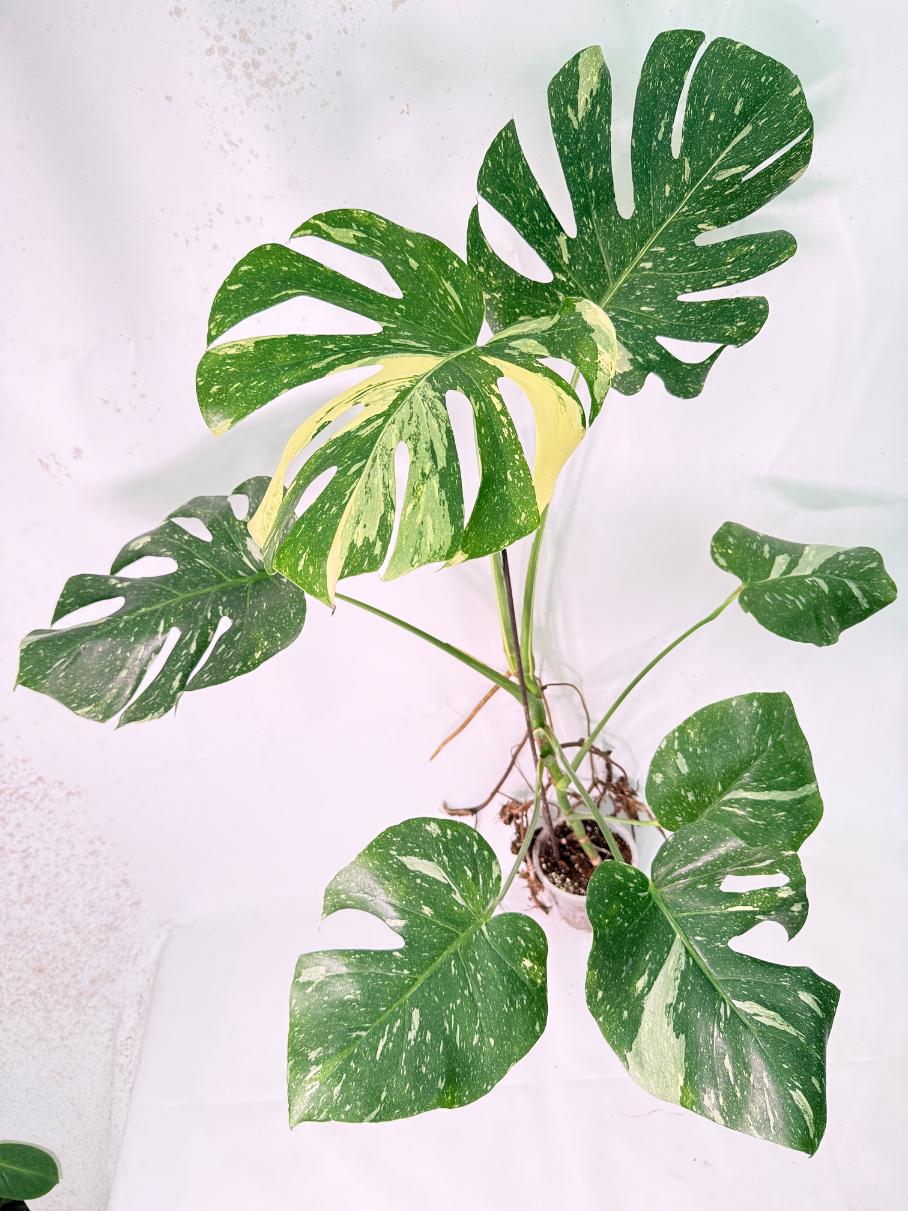 Monstera Thai Constellation XL 7