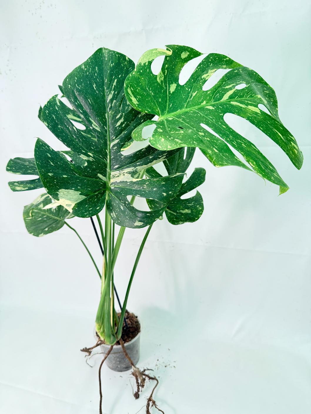 Monstera Thai Constellation XL 1