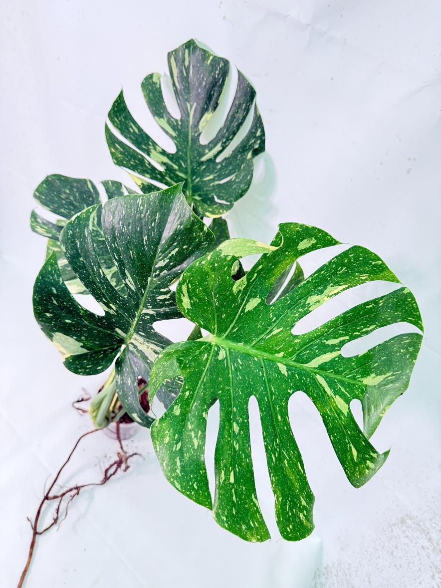 Monstera Thai Constellation XL 3