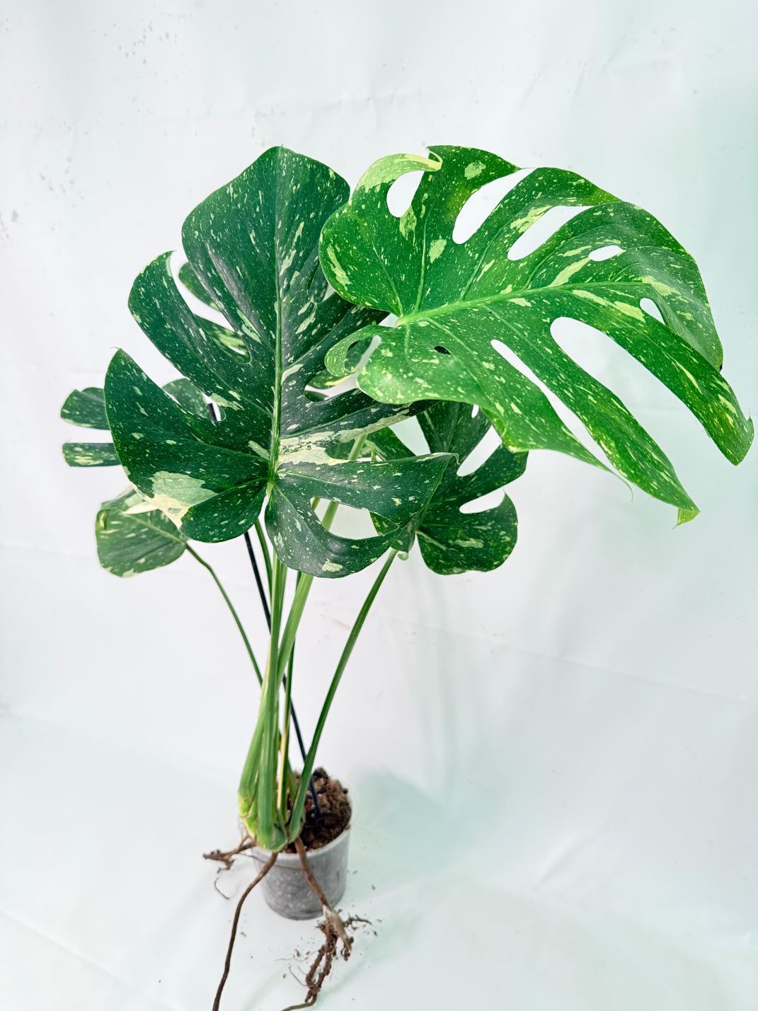 Monstera Thai Constellation XL 7