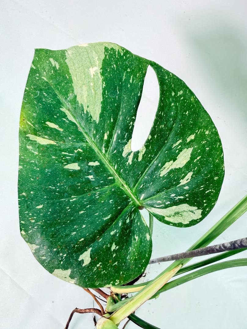 Monstera Thai Constellation XL 4