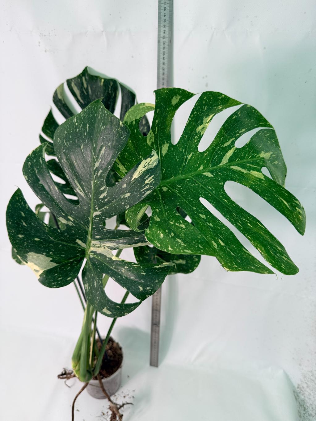 Monstera Thai Constellation XL 5