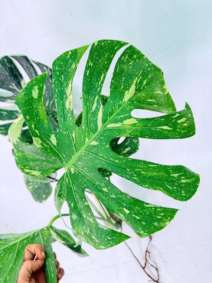Monstera Thai Constellation XL 6