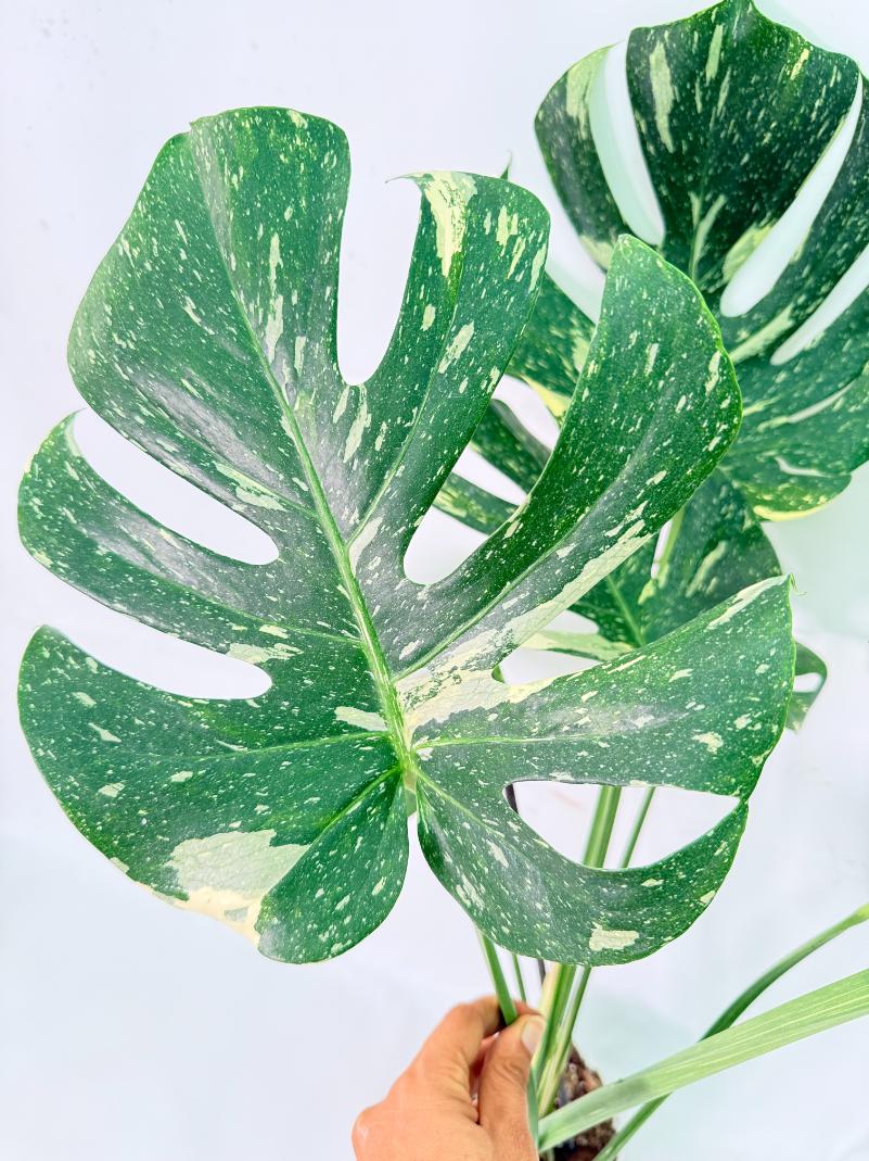 Monstera Thai Constellation XL 8