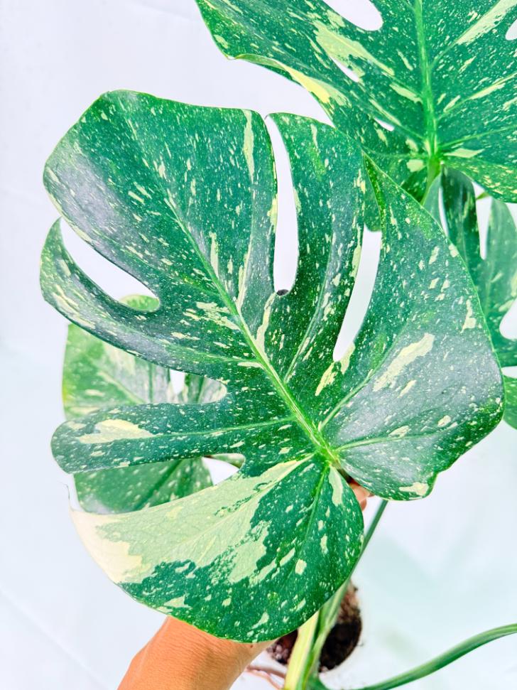 Monstera Thai Constellation XL 2