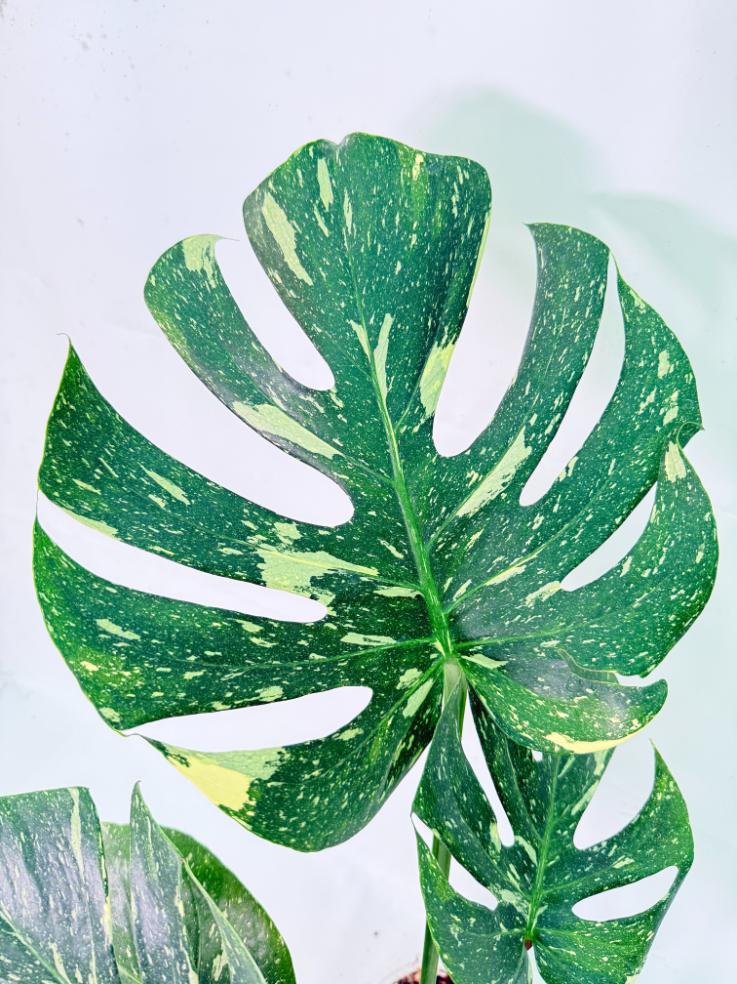Monstera Thai Constellation XL 9