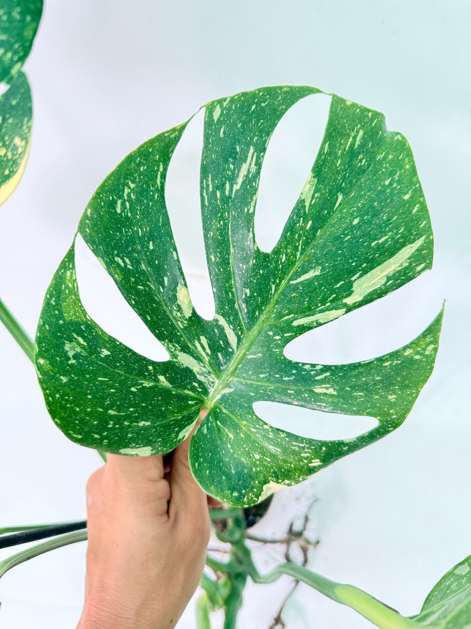 Monstera Thai Constellation XL 10