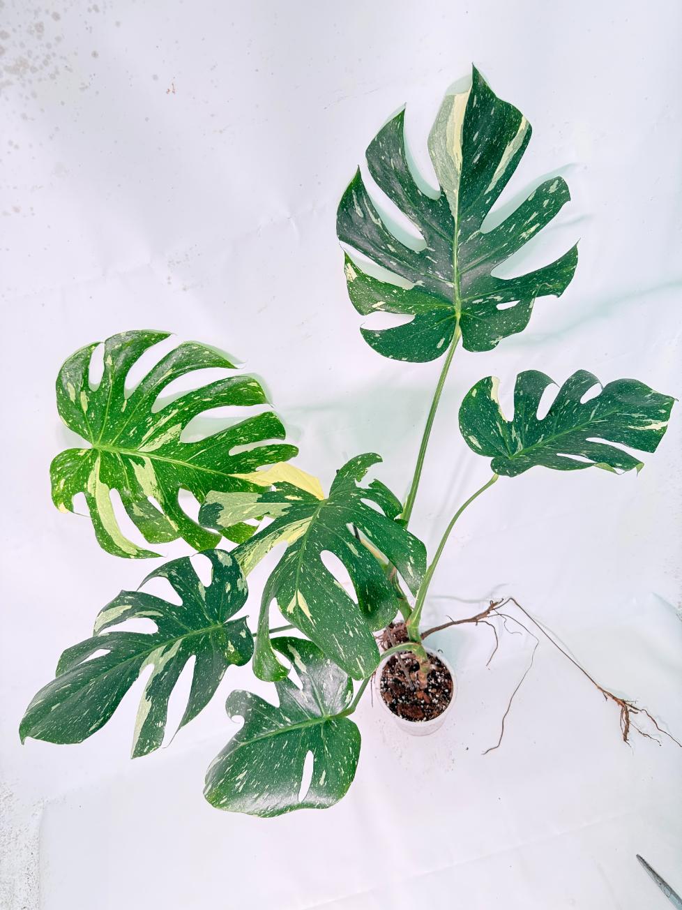 Monstera Thai Constellation XL 3