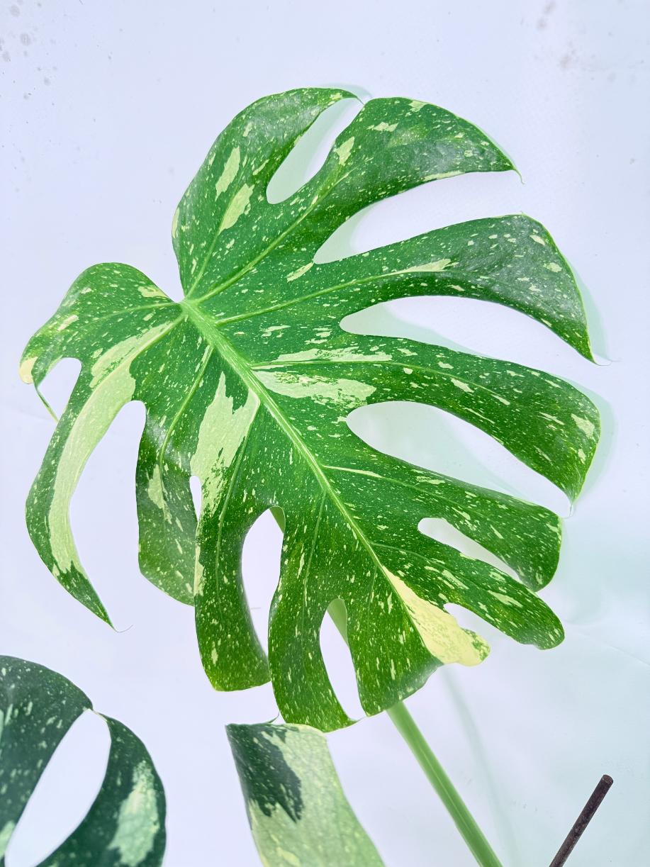 Monstera Thai Constellation XL 2
