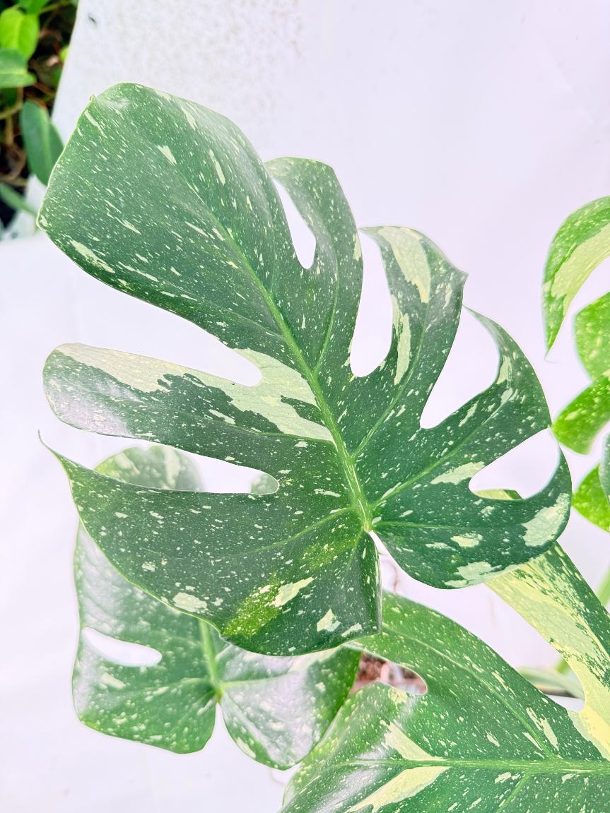 Monstera Thai Constellation XL 10