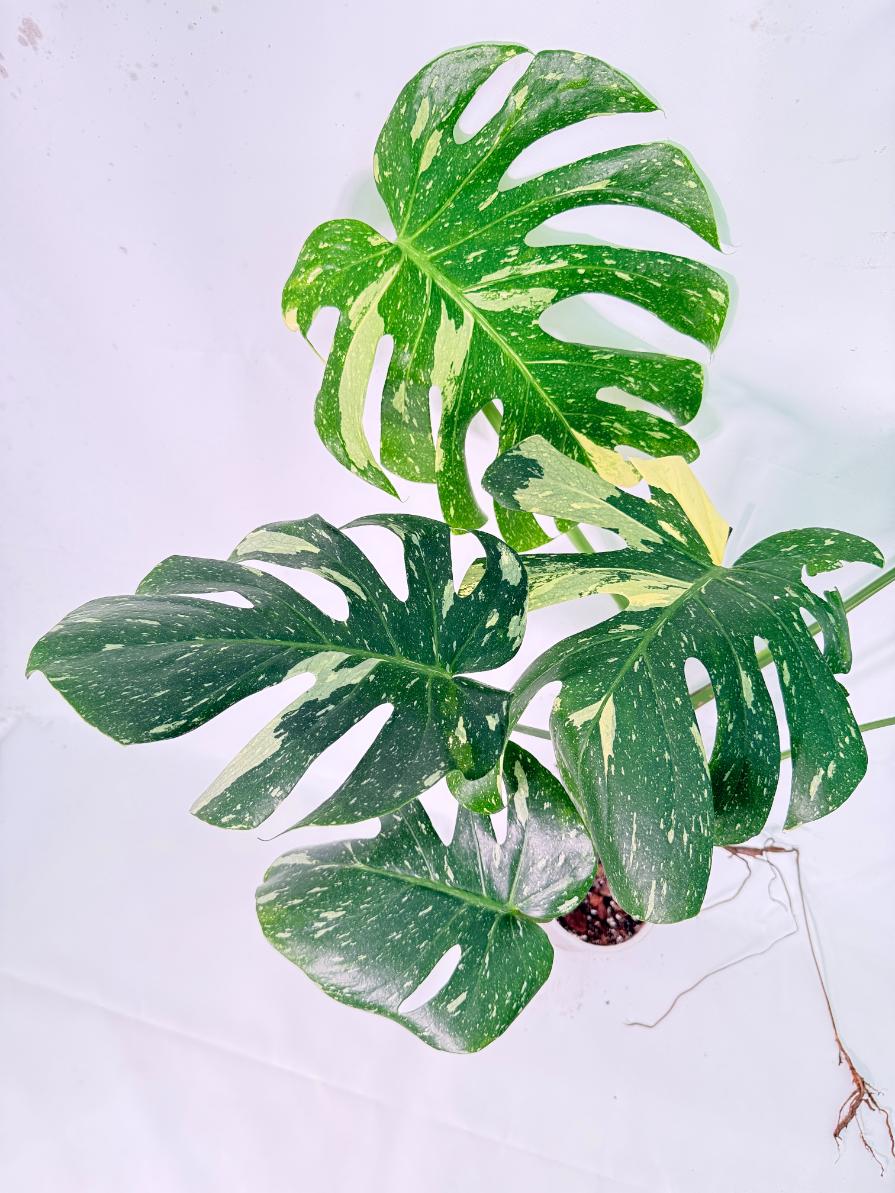 Monstera Thai Constellation XL 5