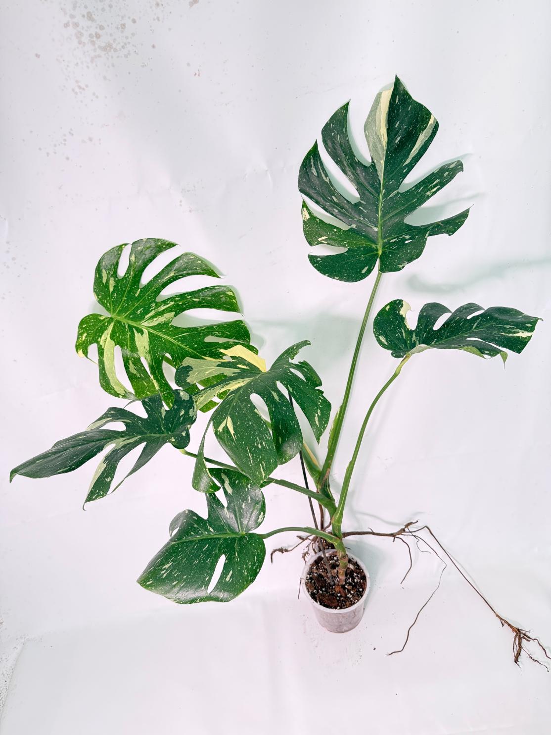 Monstera Thai Constellation XL 6