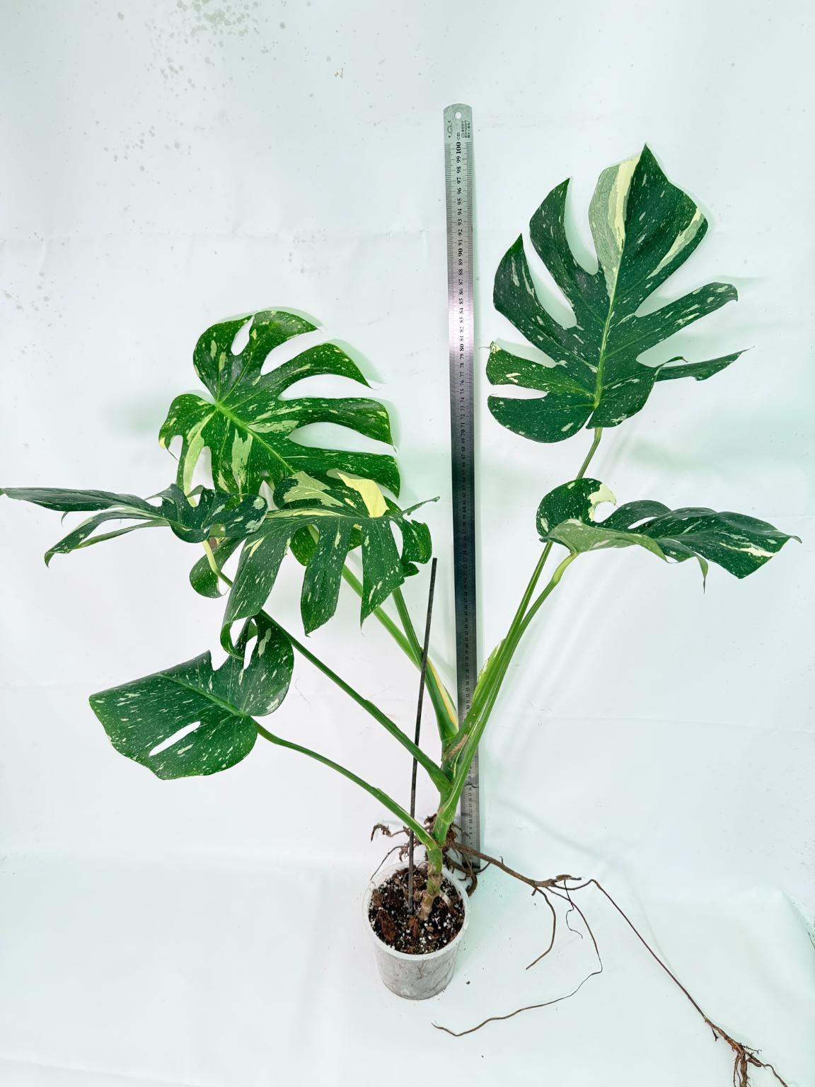 Monstera Thai Constellation XL 1