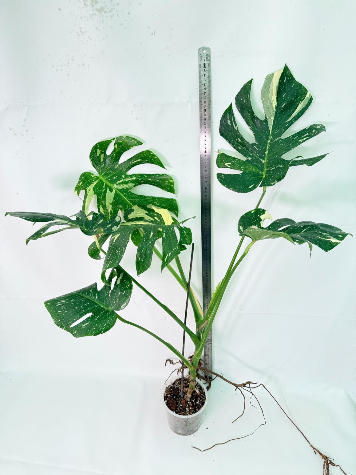 Monstera Thai Constellation XL 8