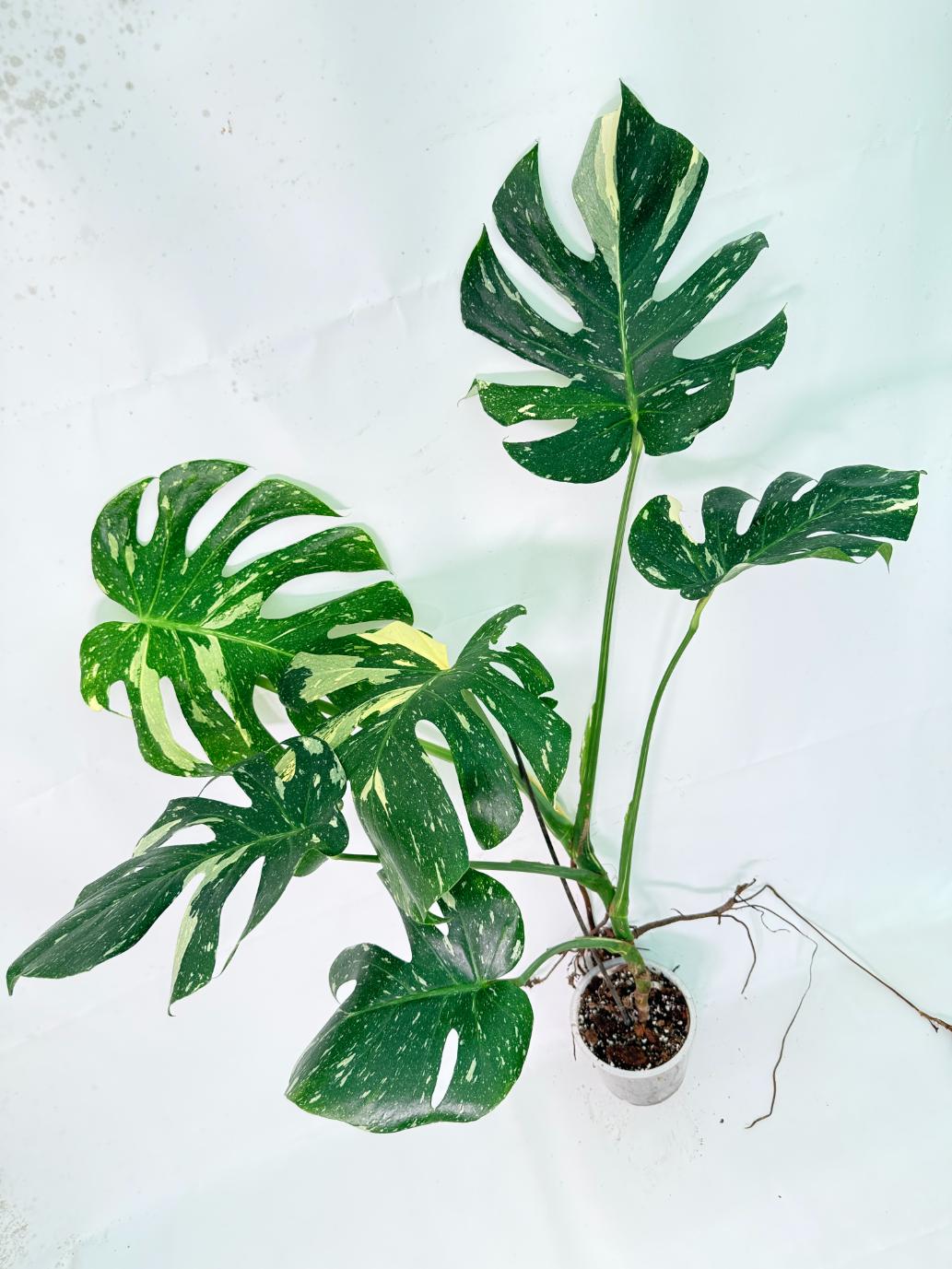 Monstera Thai Constellation XL 9