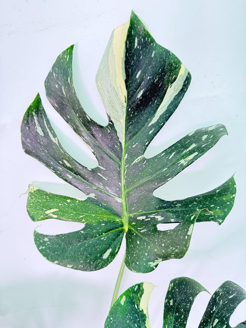 Monstera Thai Constellation XL 4