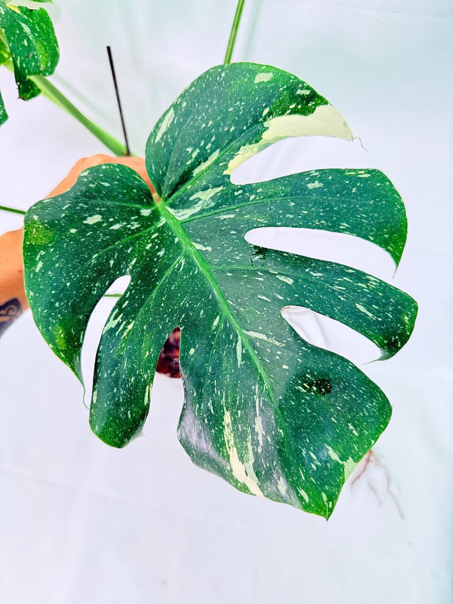 Monstera Thai Constellation XL 7