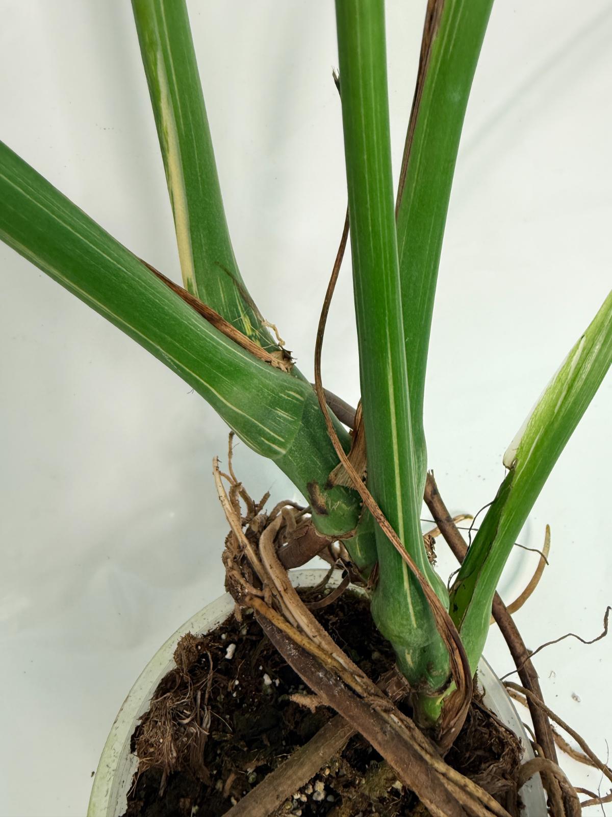 Monstera Thai Constellation XL