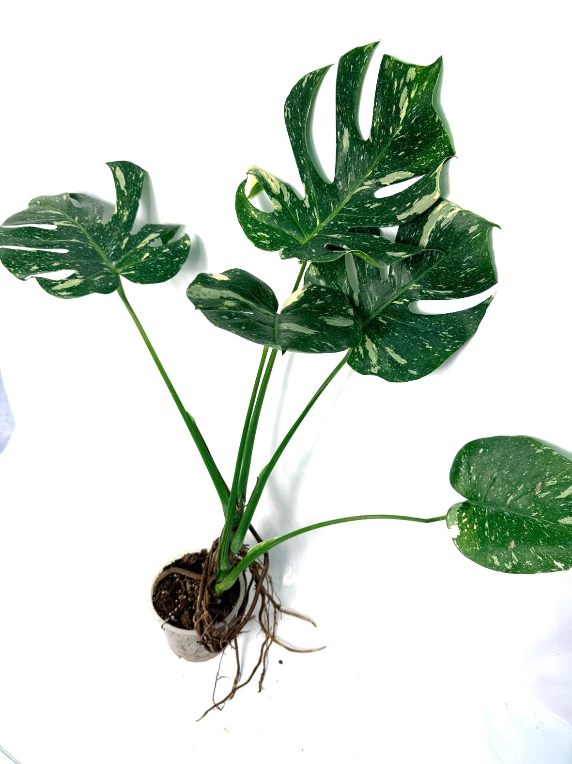 Monstera Thai Constellation XL
