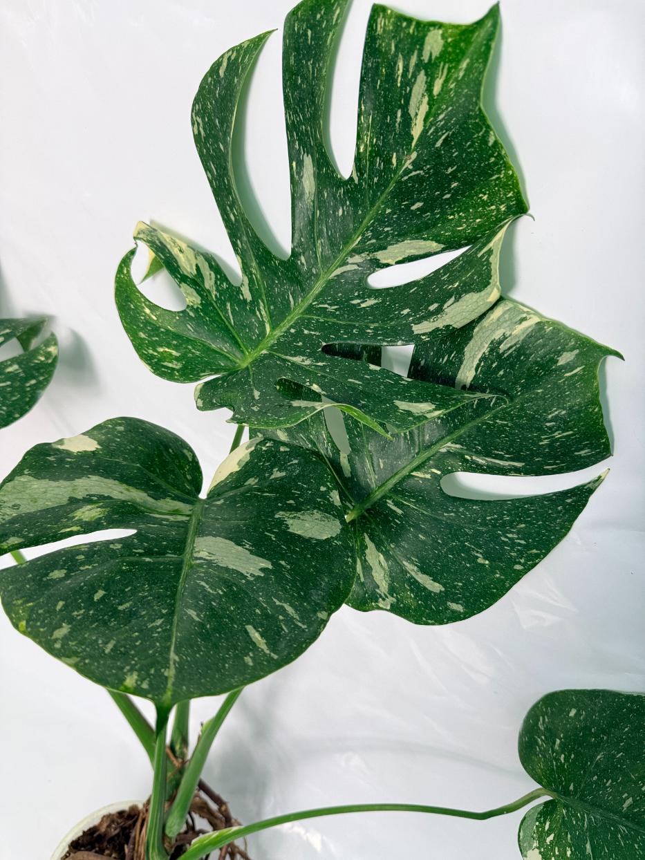 Monstera Thai Constellation XL
