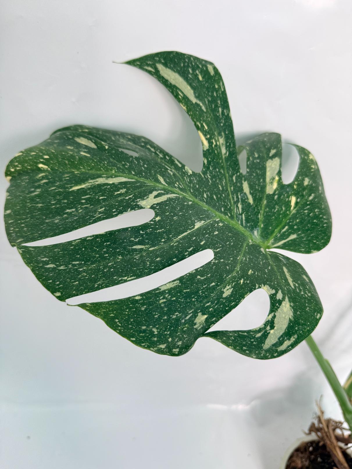 Monstera Thai Constellation XL