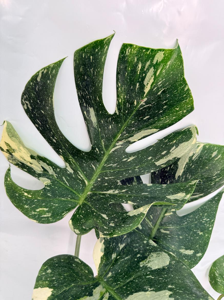 Monstera Thai Constellation XL
