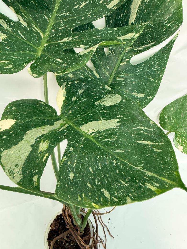 Monstera Thai Constellation XL