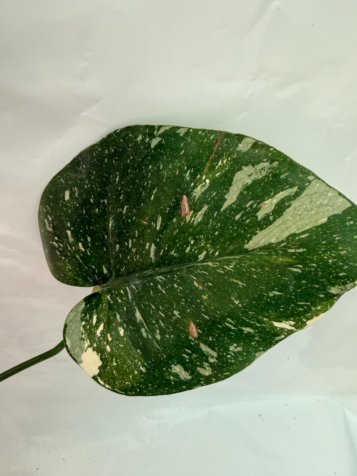 Monstera Thai Constellation XL