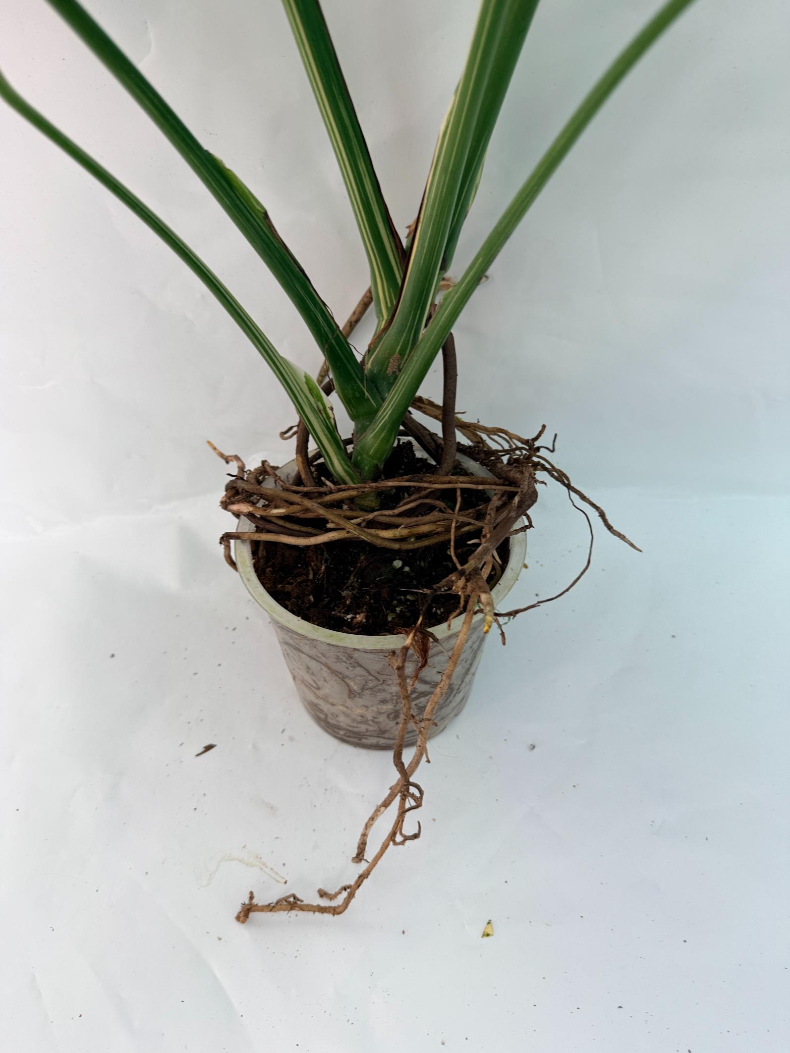 Monstera Thai Constellation XL