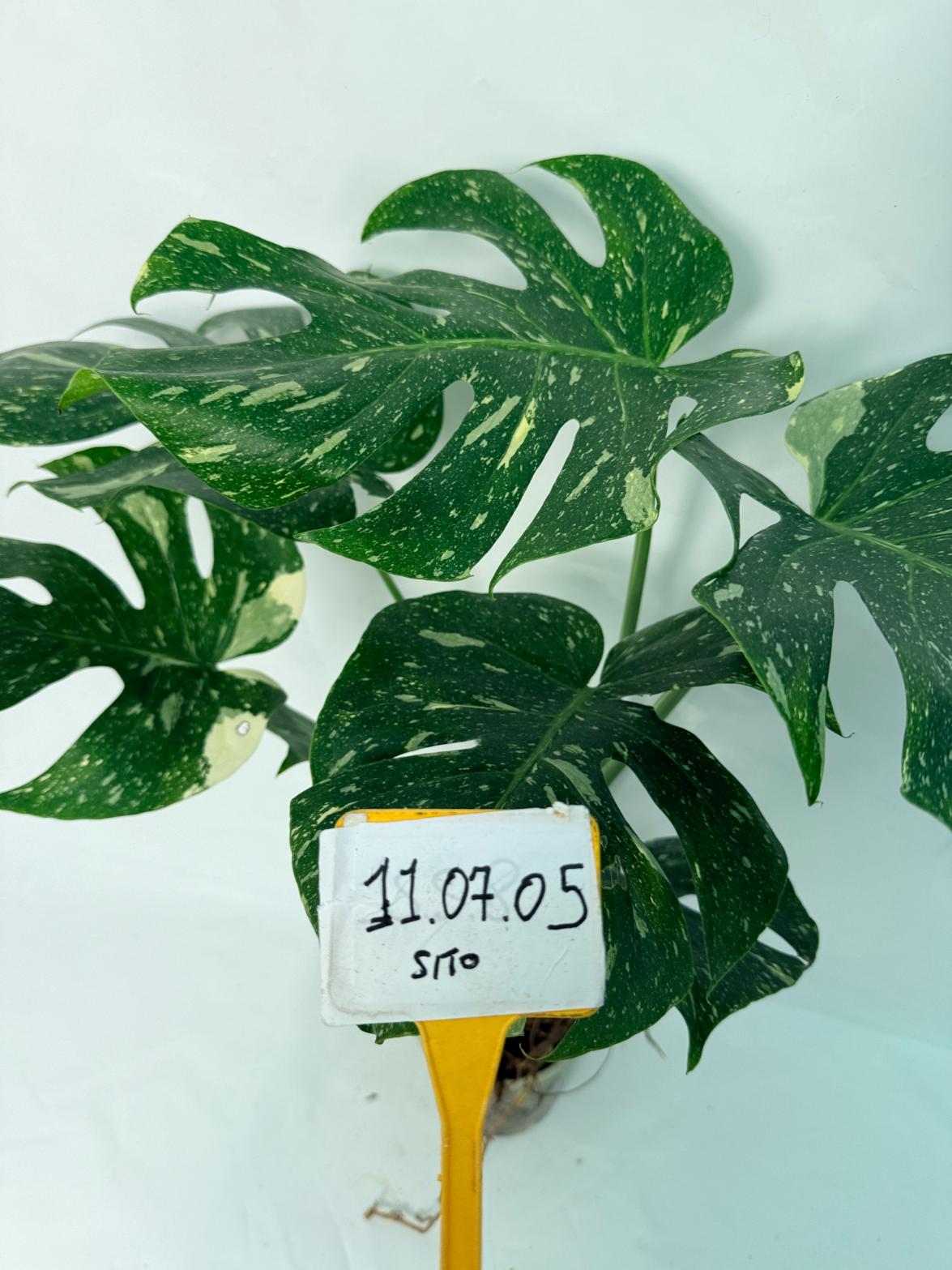 Monstera Thai Constellation XL