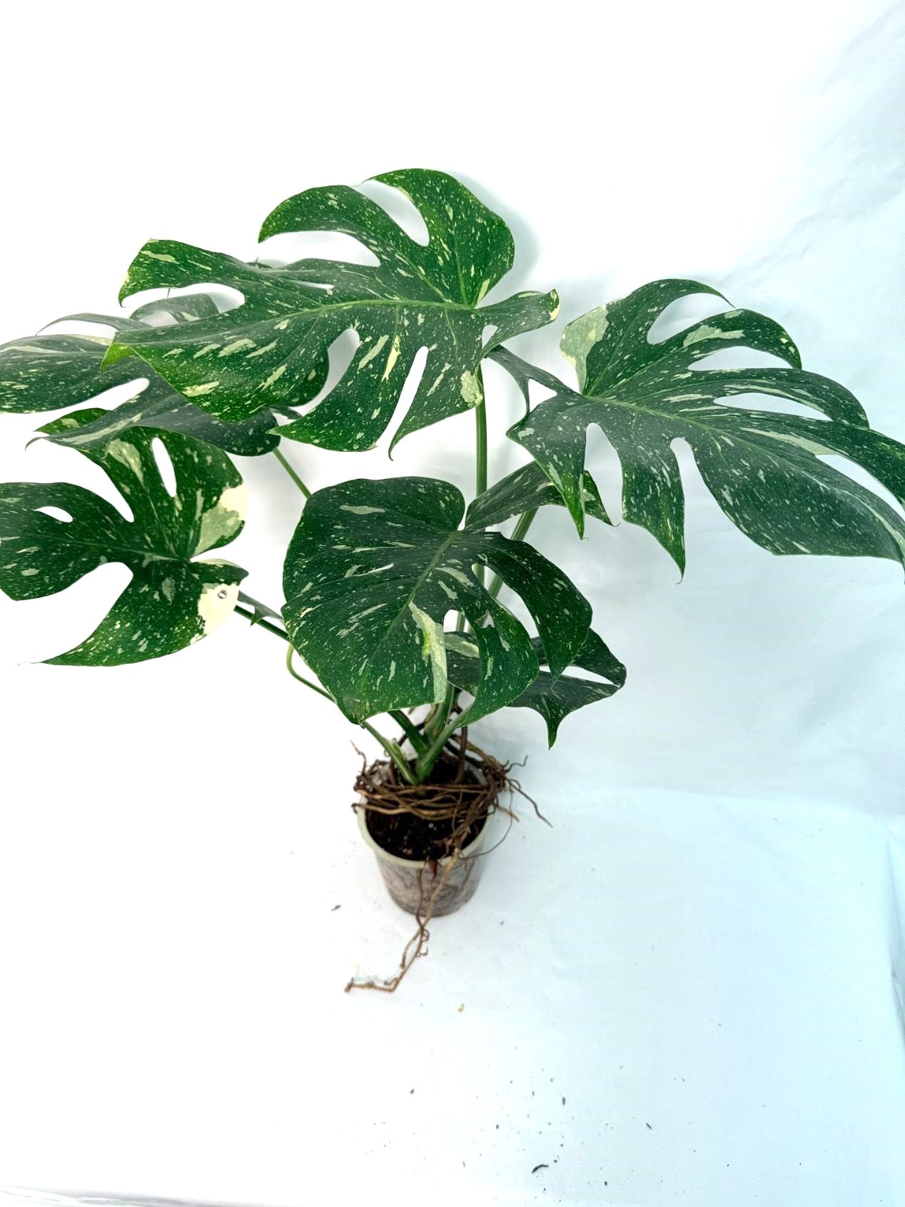 Monstera Thai Constellation XL