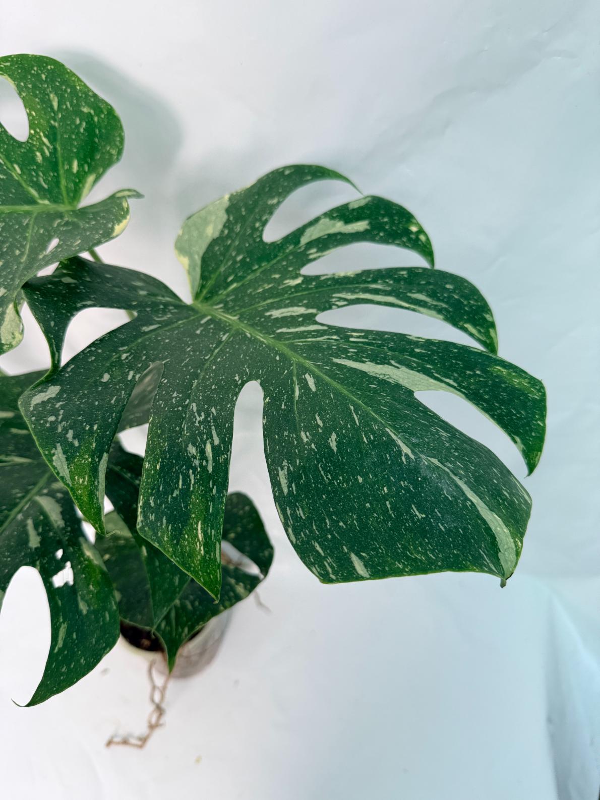 Monstera Thai Constellation XL