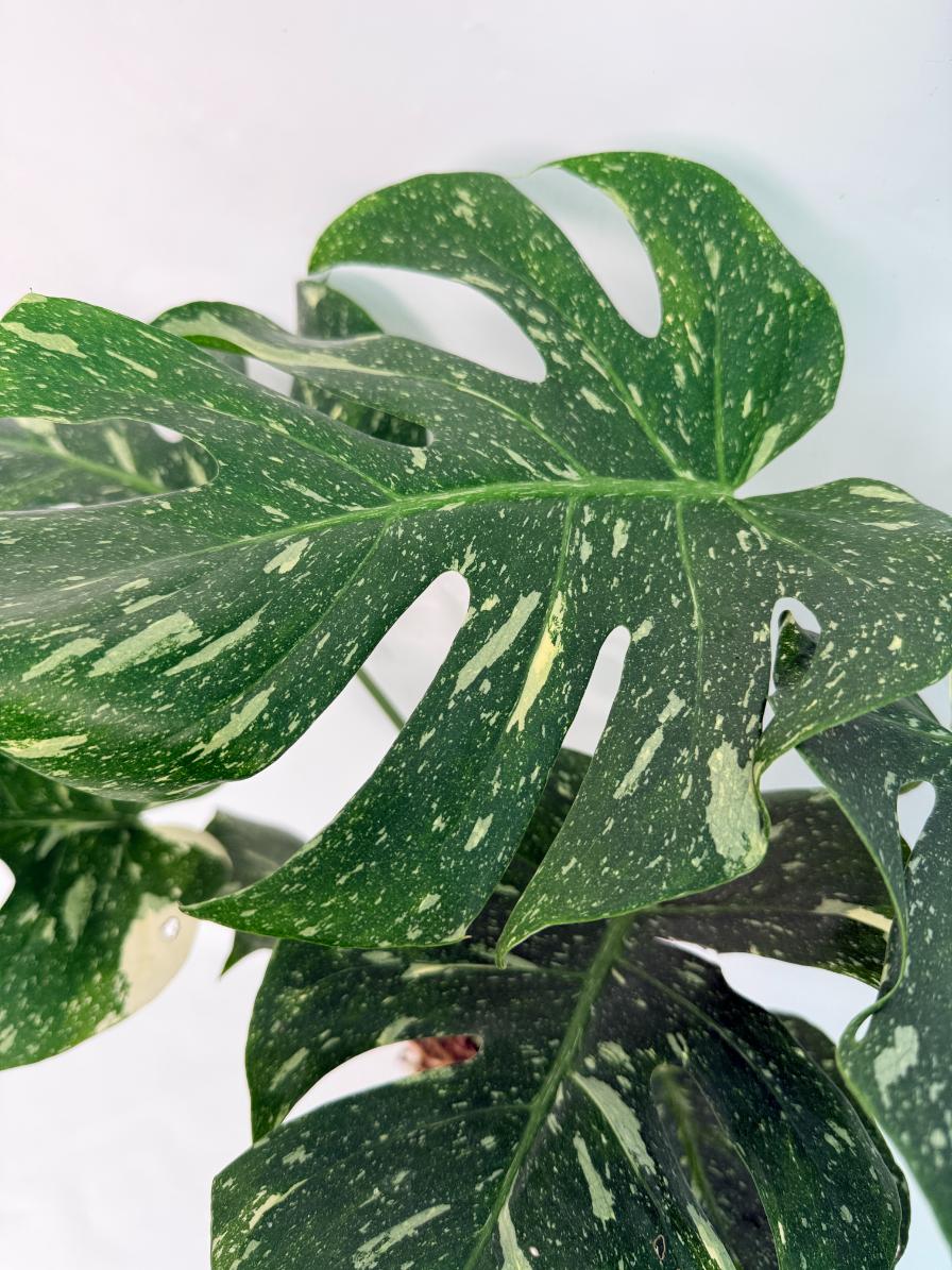 Monstera Thai Constellation XL