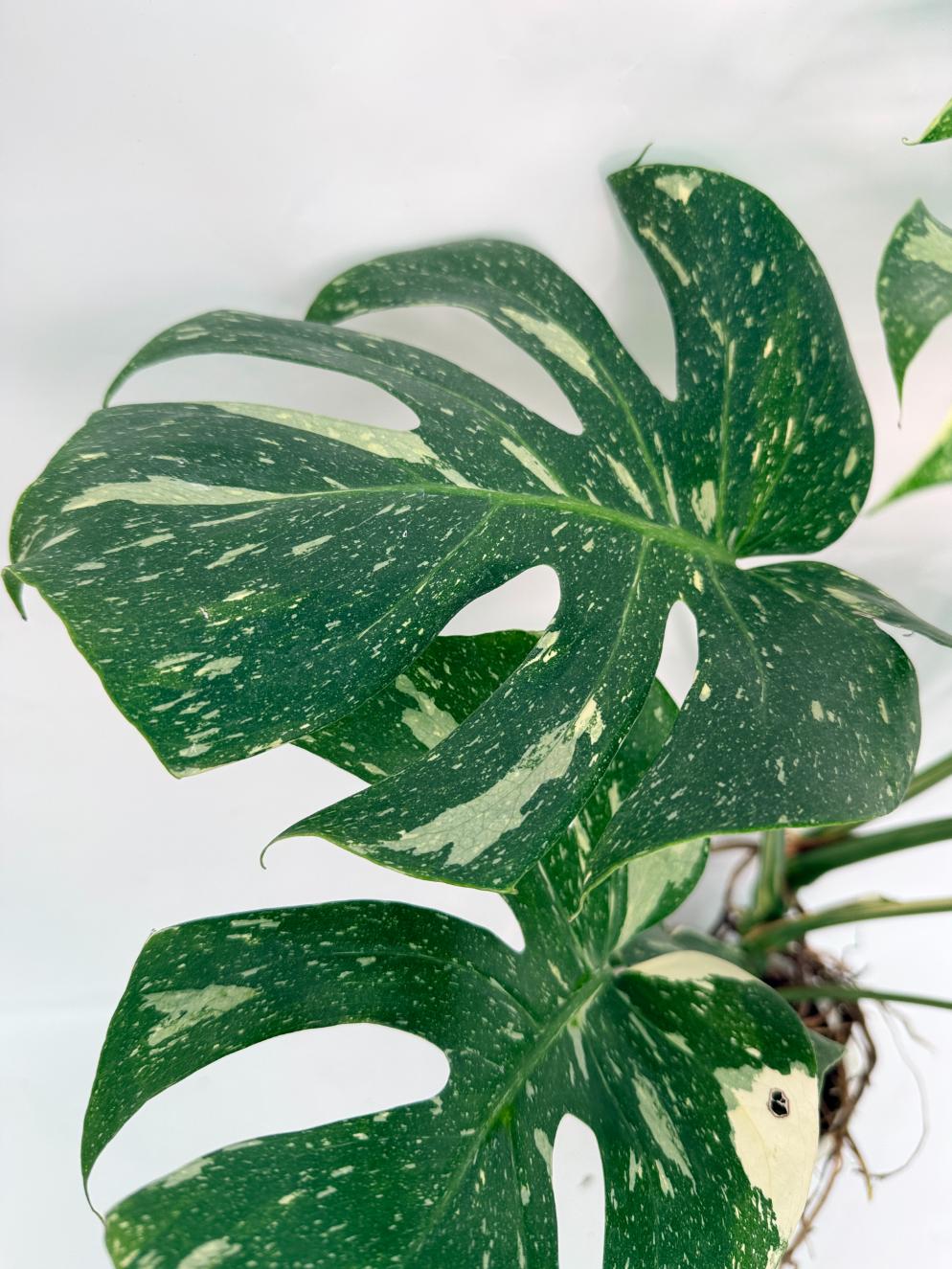 Monstera Thai Constellation XL