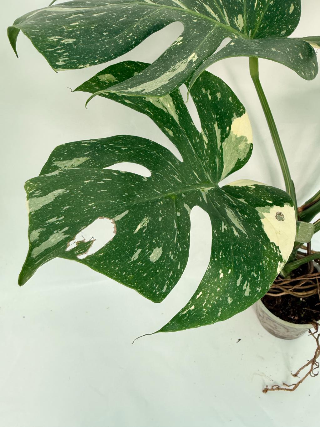 Monstera Thai Constellation XL