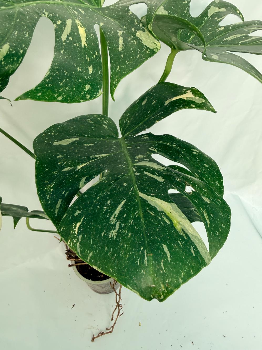 Monstera Thai Constellation XL