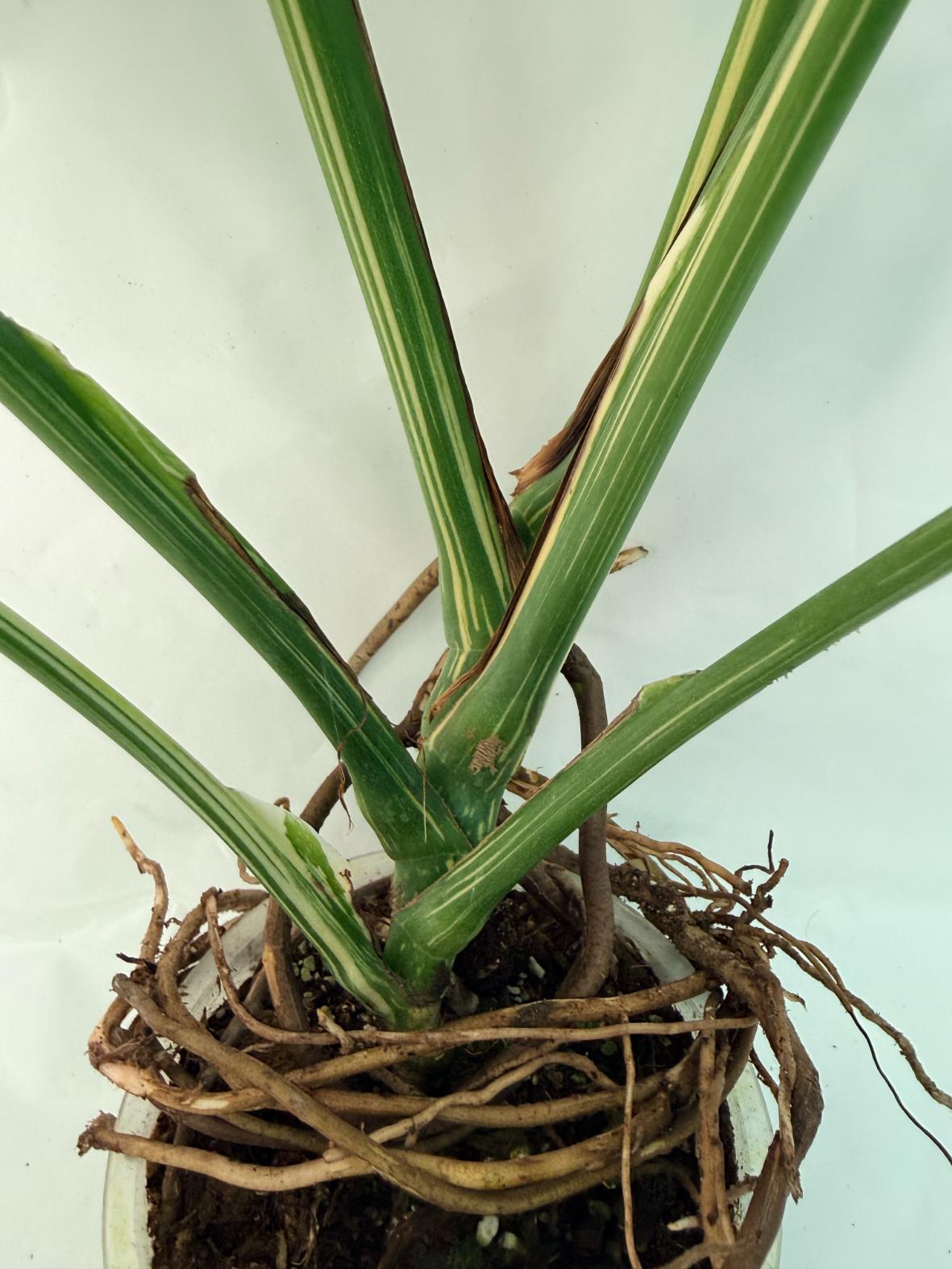 Monstera Thai Constellation XL