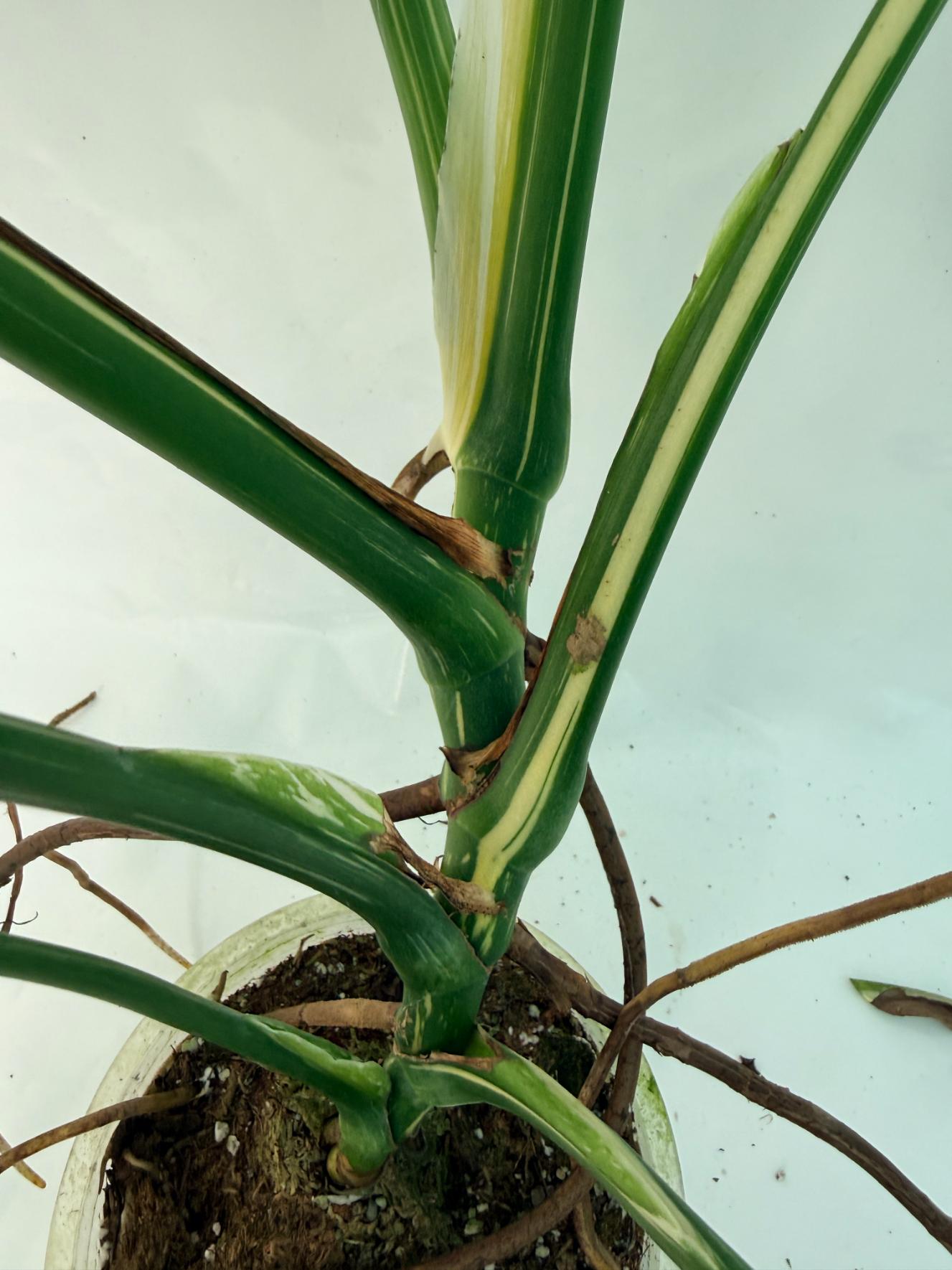 Monstera Thai Constellation XL 